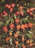 R. multibracteata rose photo