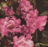 Van Nes rose photo