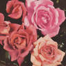 Mrs. Verschuren rose photo