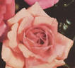 Mrs. Verschuren rose photo