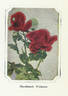 Hawlmark Crimson rose photo