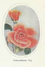 Independence Day rose photo