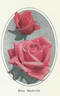 Elsie Beckwith rose photo
