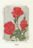 Padre rose photo
