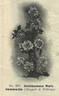 Archiduchesse Maria Immaculata rose photo