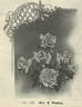 Mrs. Edward Mawley rose photo