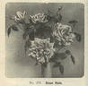 Dean Hole rose photo