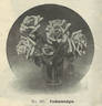 Farbenkönigin rose photo