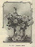Johanna Sebus rose photo