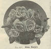 Madame Ravary rose photo