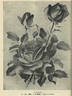 Madame J.W. Budde rose photo