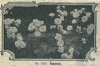 Bagatelle (hybrid multiflora, Soupert rose photo