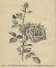 Farbenkönigin rose photo