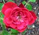 Cherry Hi ™ rose photo