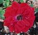 Cherry Hi ™ rose photo