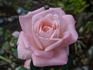 Koppies rose photo