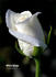 White Magic rose photo