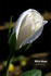 White Magic rose photo