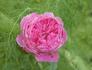Jardins de Viels Maisons ® rose photo