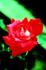 City of Cardiff rose photo
