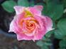Mr. Chips rose photo