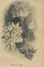 Luciole rose photo