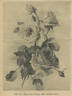 Johanna Sebus rose photo