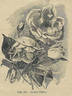 Gustave Régis rose photo
