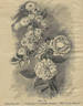 Pâquerette rose photo
