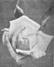 Alice Lindsell rose photo