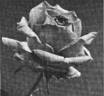Mamie rose photo