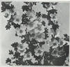 R. omeiensis rose photo
