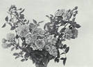 Aschenbrödel rose photo