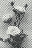 Direktor W. Cordes rose photo