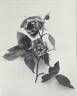 Frau Lilla Rautenstrauch rose photo