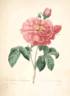 <i>Rosa gallica aurelianensis</i> rose photo