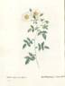 R. sempervirens globosa rose photo