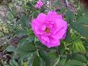 Delicata rose photo