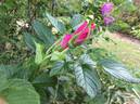 Delicata rose photo