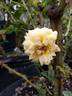 Edith's Darling rose photo