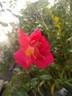 Luscious rose photo
