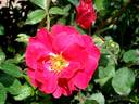 Gites de France rose photo
