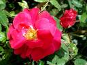 Gites de France rose photo
