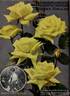 Robert Heller rose photo