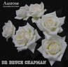 Dr Bruce Chapman rose photo