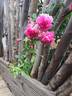 Weeping China Doll rose photo