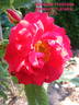 Adelaide Hoodless rose photo