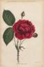 Georges Dubosc rose photo