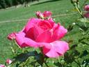 France Bleu ® rose photo