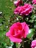 France Bleu ® rose photo